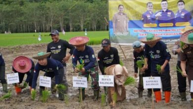 Photo of KNPI Balangan Gelar Aksi Tanam Padi Bersama Petani Milenial